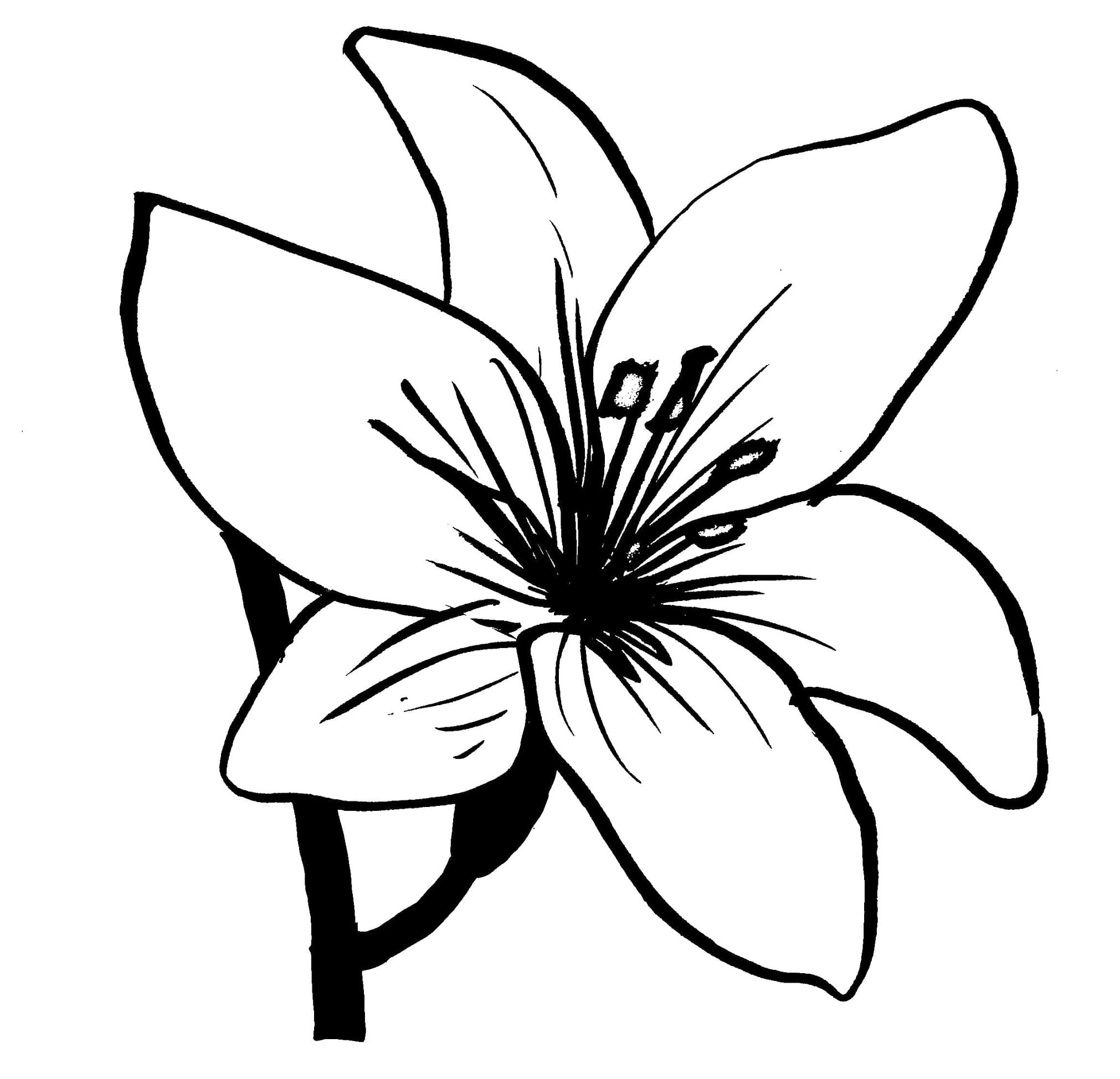 dessin de lis des champs