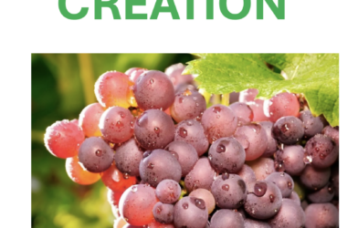 Expo Vigne, raisin et autres plantes, dans la Bible