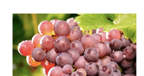Expo Vigne, raisin et autres plantes, dans la Bible